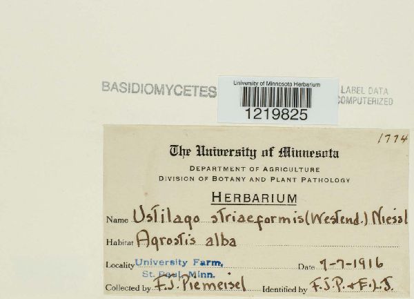 Ustilago striiformis image