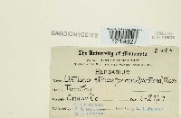 Ustilago striiformis image