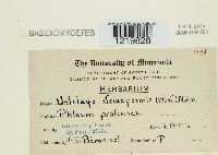 Ustilago striiformis image