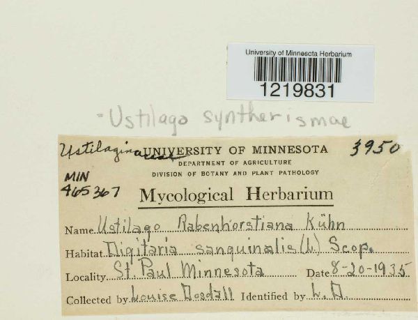 Ustilago syntherismae image
