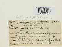 Media resource of Ustilago syntherismae