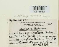 Ustilago syntherismae image