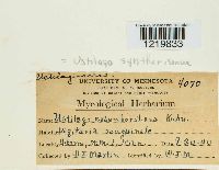 Ustilago syntherismae image