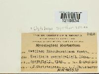 Ustilago syntherismae image