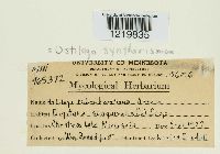 Ustilago syntherismae image