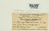 Ustilago syntherismae image