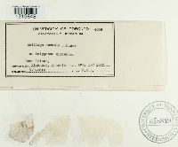 Microbotryum anomalum image