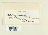 Microbotryum anomalum image