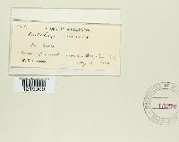 Ustilago caricis image