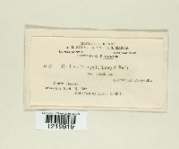 Media resource of Cintractia crus-galli