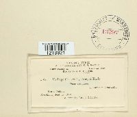 Ustilago crus-galli image