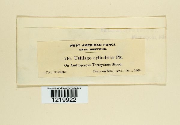 Ustilago cylindrica image