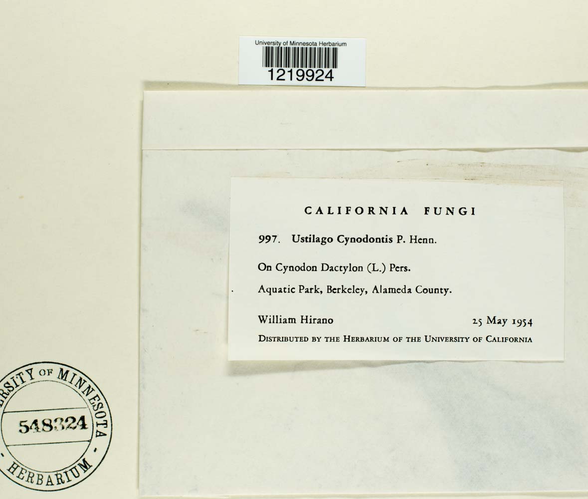 Ustilago cynodontis image