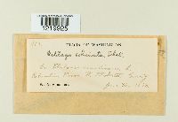 Ustilago echinata image