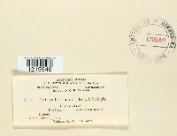 Ustilago hordei image