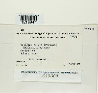 Ustilago hordei image