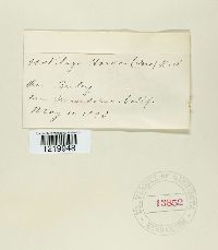 Ustilago hordei image