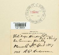 Ustilago hordei image