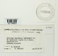 Tranzscheliella hypodytes image