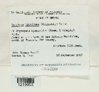 Tranzscheliella hypodytes image