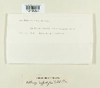 Tranzscheliella hypodytes image