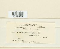 Tranzscheliella hypodytes image