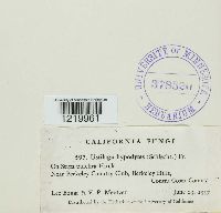 Tranzscheliella hypodytes image