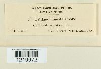 Eballistra lineata image