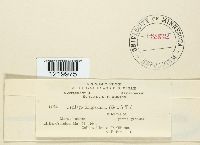 Ustilago filiformis image