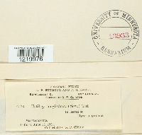 Ustilago filiformis image