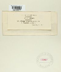 Ustilago filiformis image