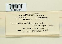 Ustilago filiformis image