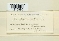 thumbnail image of current specimen