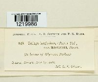 Ustilago filiformis image