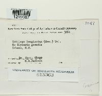 Ustilago filiformis image