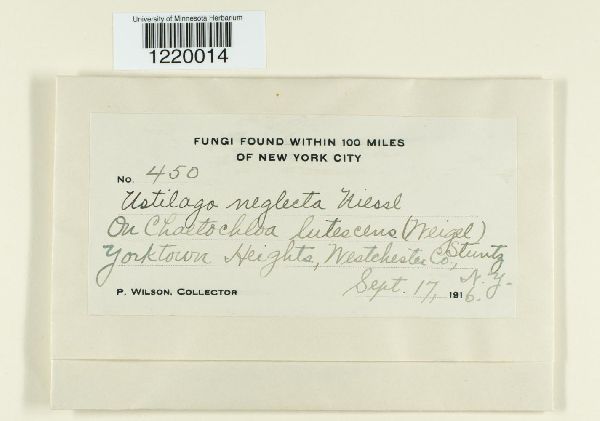 Macalpinomyces neglectus image