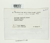 Macalpinomyces neglectus image