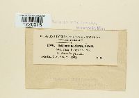 Macalpinomyces neglectus image