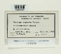 Macalpinomyces neglectus image