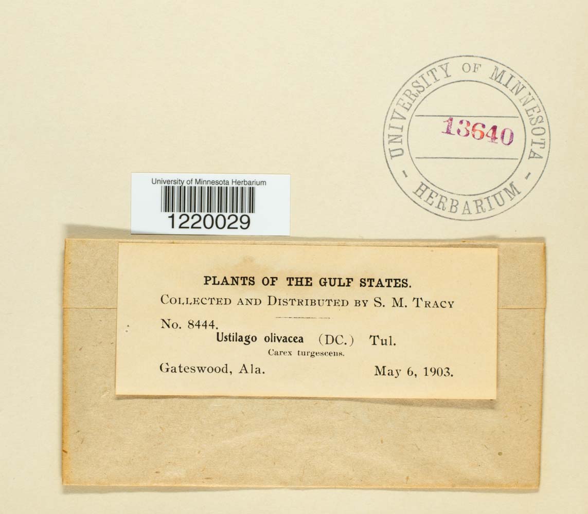 Farysia thuemenii image