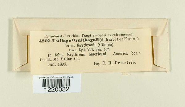 Vankya ornithogali image