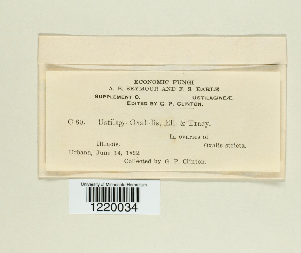 Thecaphora oxalidis image