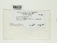 Thecaphora oxalidis image