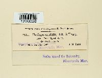 Thecaphora oxalidis image