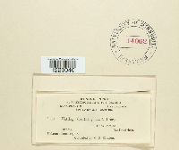 Thecaphora oxalidis image