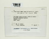 Ustilago panici-glauci image