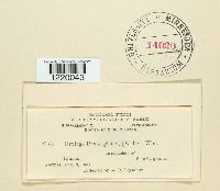 Ustilago panici-glauci image