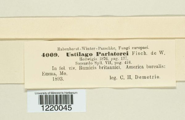 Microbotryum parlatorei image