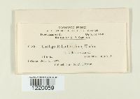 Ustilago rabenhorstiana image