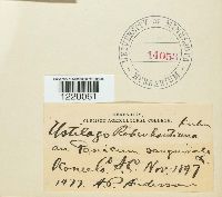 Ustilago rabenhorstiana image